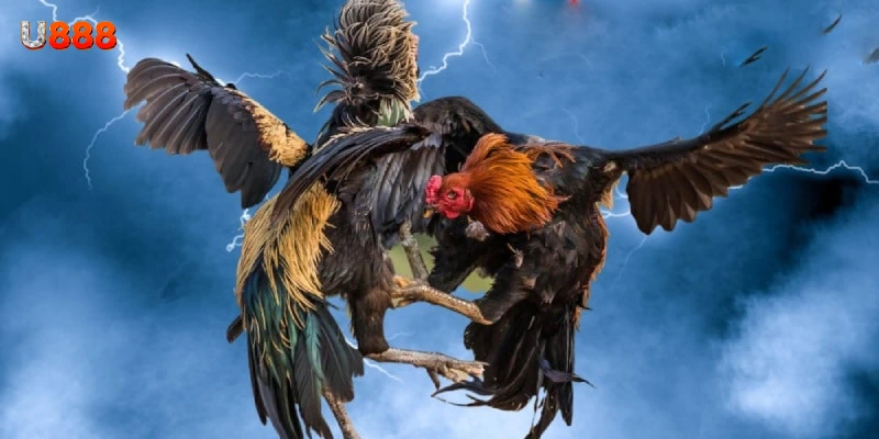 Bao quát chung về sảnh đá gà U888