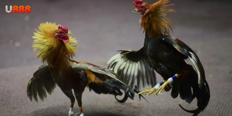 Một số loại hình đá gà phổ biến trên U888