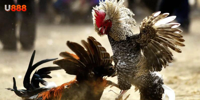 Các tính năng nổi bật trong sảnh đá gà U888
