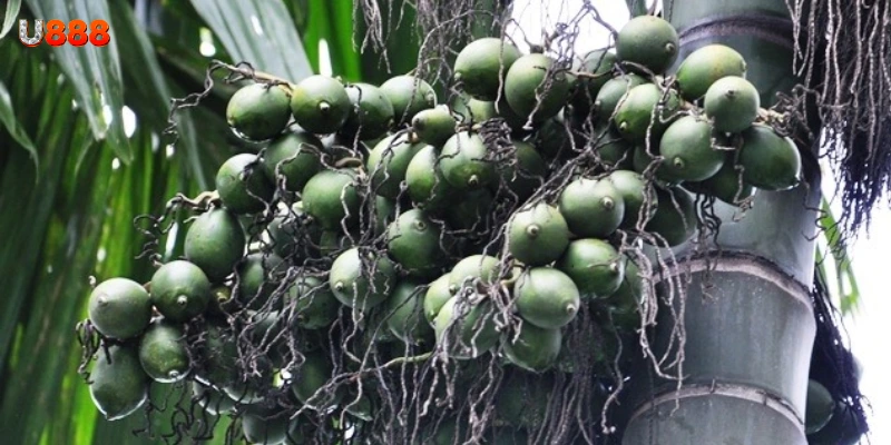 Tìm hiểu chung giấc mơ thấy cây cau