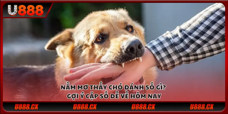 Nằm mơ thấy chó đánh số gì? Gợi ý cặp số dễ về hôm nay