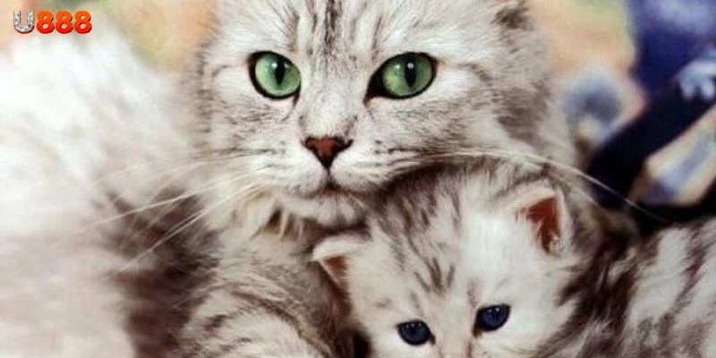 Bí quyết chọn con số vàng khi nằm mơ thấy mèo